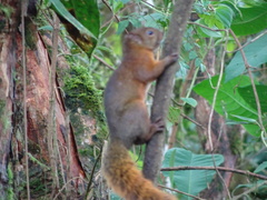 Sciurus granatensis