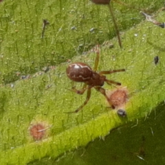 Anelosimus studiosus