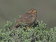 Emberiza calandra