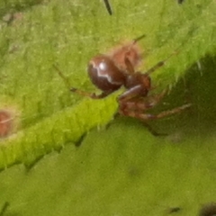 Anelosimus studiosus