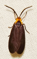Acoloithus falsarius