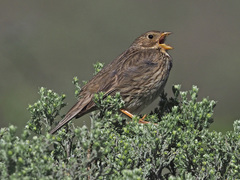 Emberiza calandra