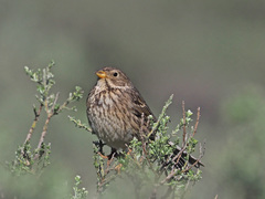 Emberiza calandra