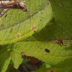 Anelosimus studiosus