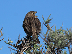 Emberiza calandra