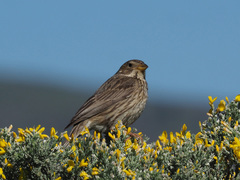 Emberiza calandra