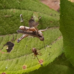 Anelosimus studiosus