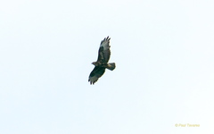 Buteo buteo rothschildi