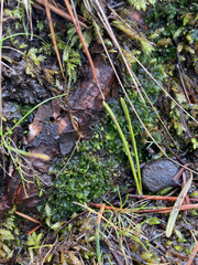Paraphymatoceros pearsonii
