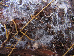 Trechispora mollusca