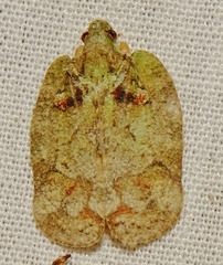 Flataloides scabrosus