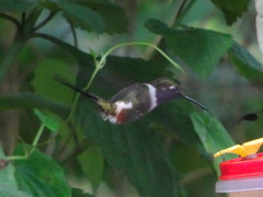 Philodice mitchellii