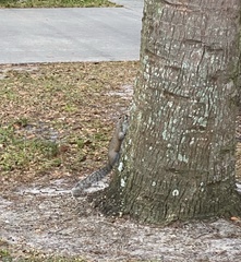 Sciurus carolinensis