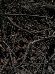 Tetramerium nervosum