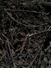 Tetramerium nervosum