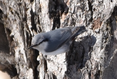 Sitta europaea albifrons