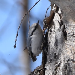 Sitta europaea albifrons