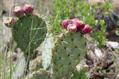 Opuntia rastrera