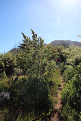 Aspalathus macrantha