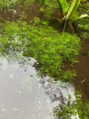 Callitriche hermaphroditica