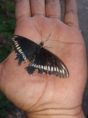 Battus polydamas psittacus