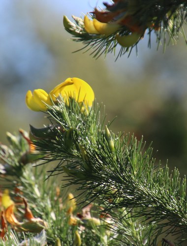 Image of Bigflower Capegorse (Aspalathus macrantha) by (c) Tony Rebelo, some rights reserved (CC BY-SA)