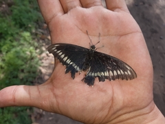 Battus polydamas psittacus