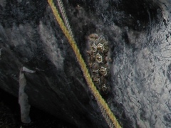 Cryptolepas rhachianecti