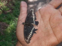 Battus polydamas psittacus