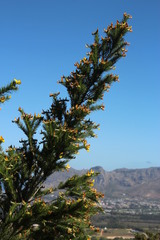 Aspalathus macrantha