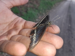 Battus polydamas psittacus