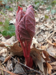 Paeonia caucasica