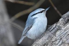 Sitta europaea albifrons