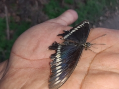 Battus polydamas psittacus