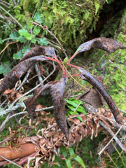 Phacidiopycnis washingtonensis