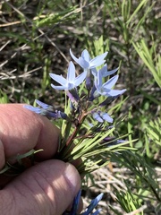 Amsonia ciliata