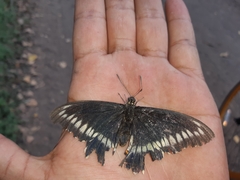 Battus polydamas psittacus