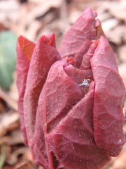Paeonia caucasica