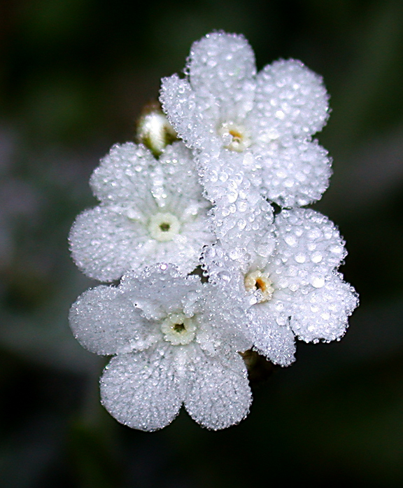 Popcorn Flowers (Plants of the American River Parkway) · iNaturalist