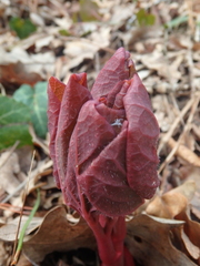 Paeonia caucasica