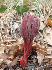 Paeonia caucasica