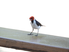Paroaria gularis