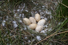 Anser anser domesticus