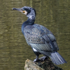 Phalacrocorax carbo