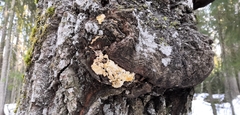 Flavidoporia mellita