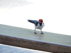 Paroaria gularis