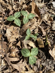 Trillium cuneatum