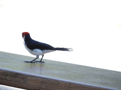 Paroaria gularis