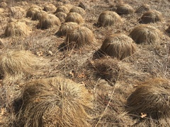 Sporobolus heterolepis