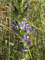Gentiana spathacea